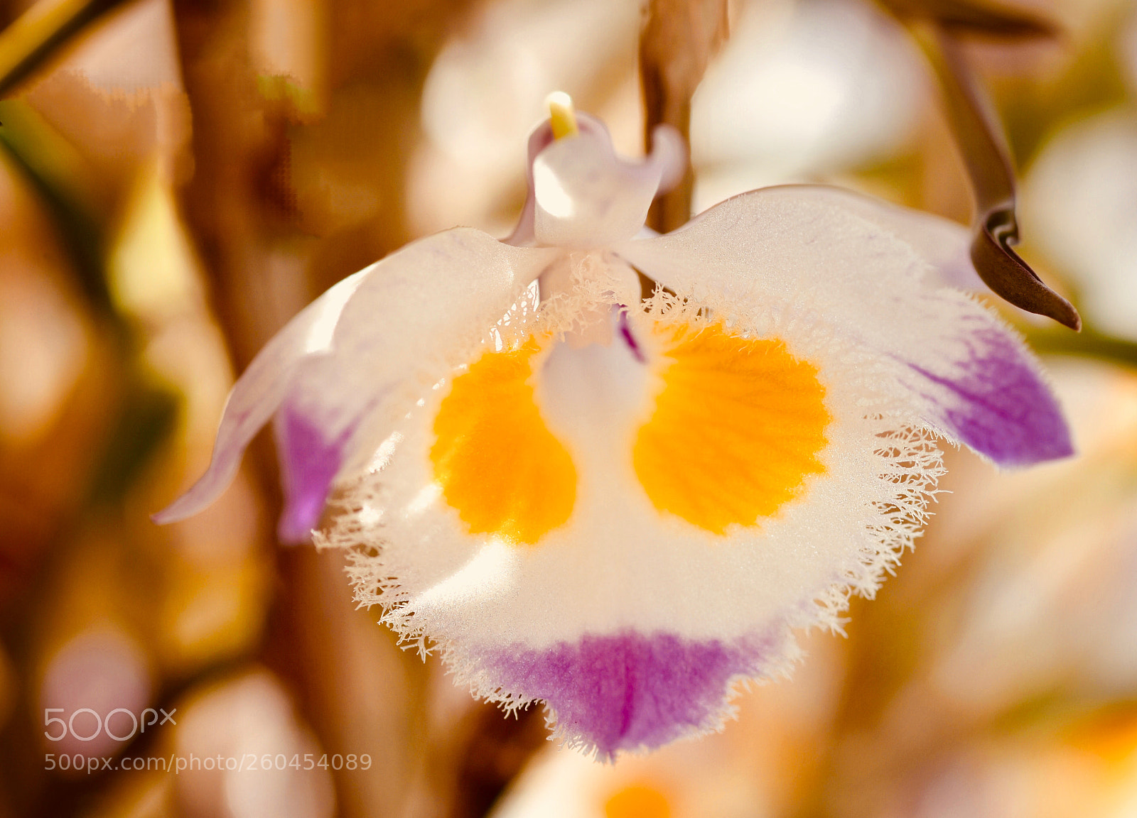 Nikon D7200 sample photo. Dendrobe photography