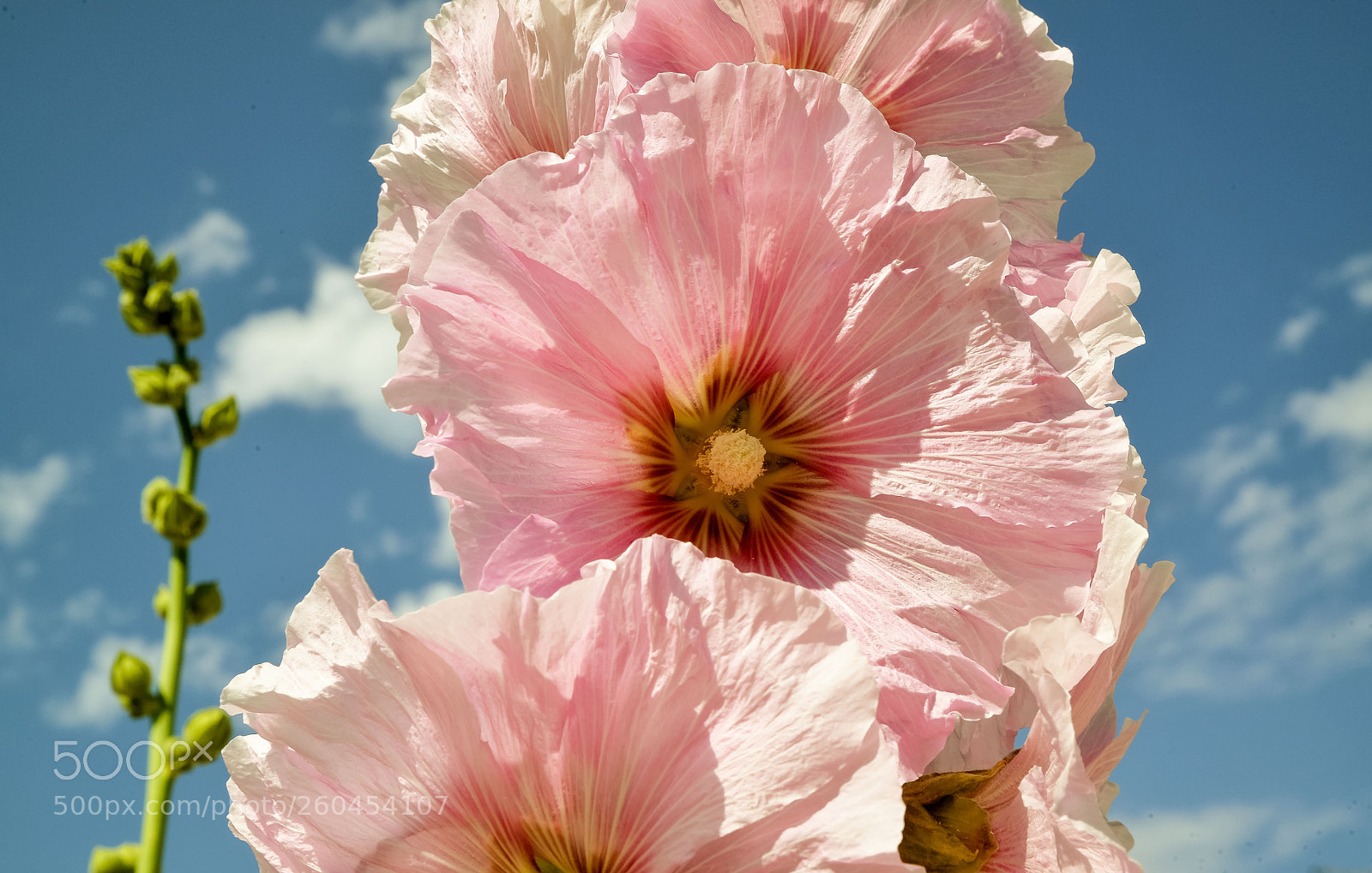 Nikon D610 sample photo. Long live the summer photography