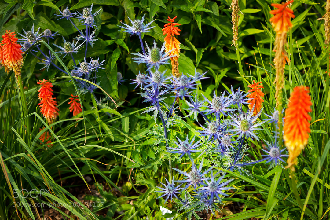 Canon EOS 5D Mark II sample photo. Spring flowers. photography