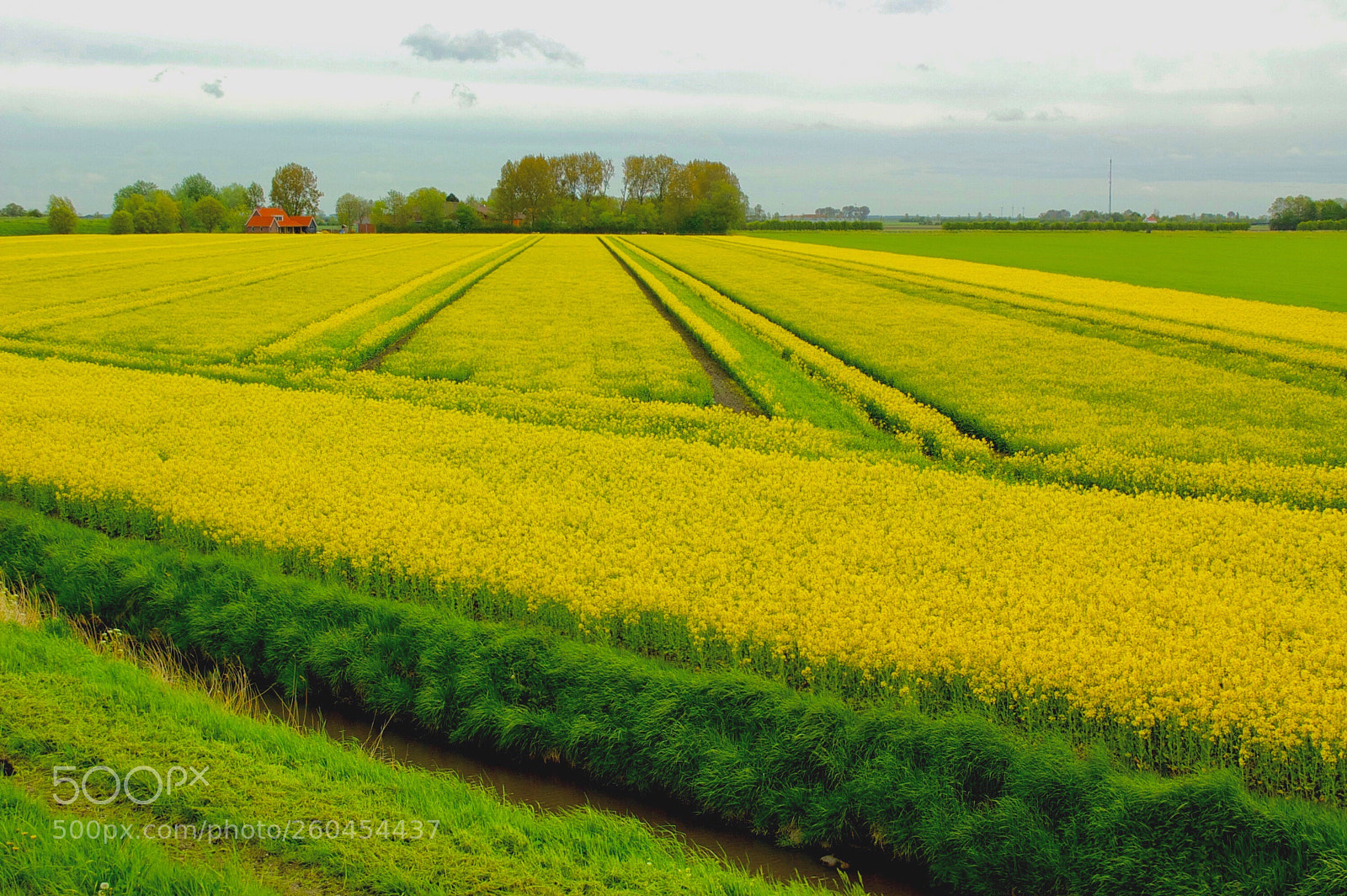 Nikon D50 sample photo. 7 shades yellow photography