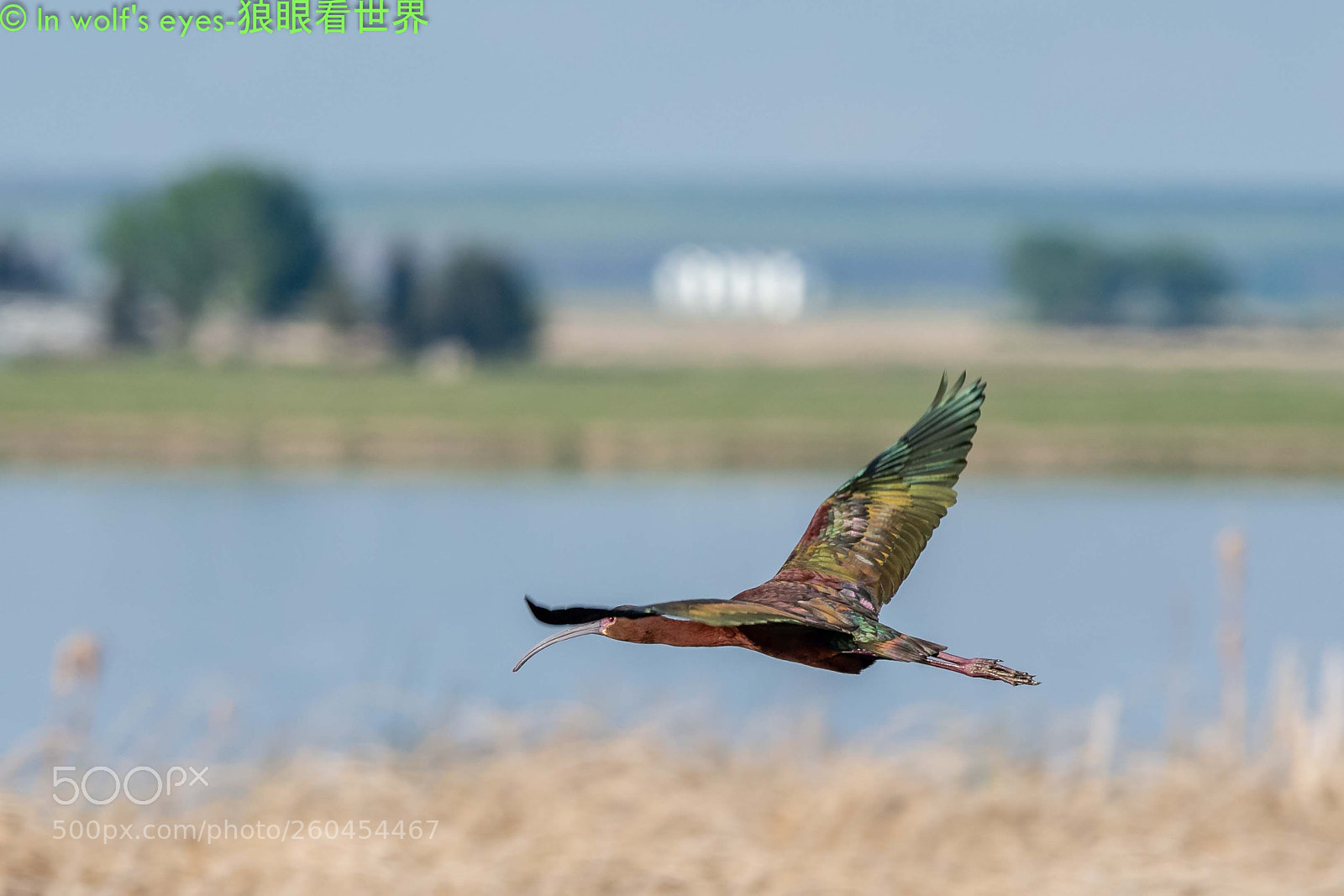 Nikon D500 sample photo. Country side, canada photography