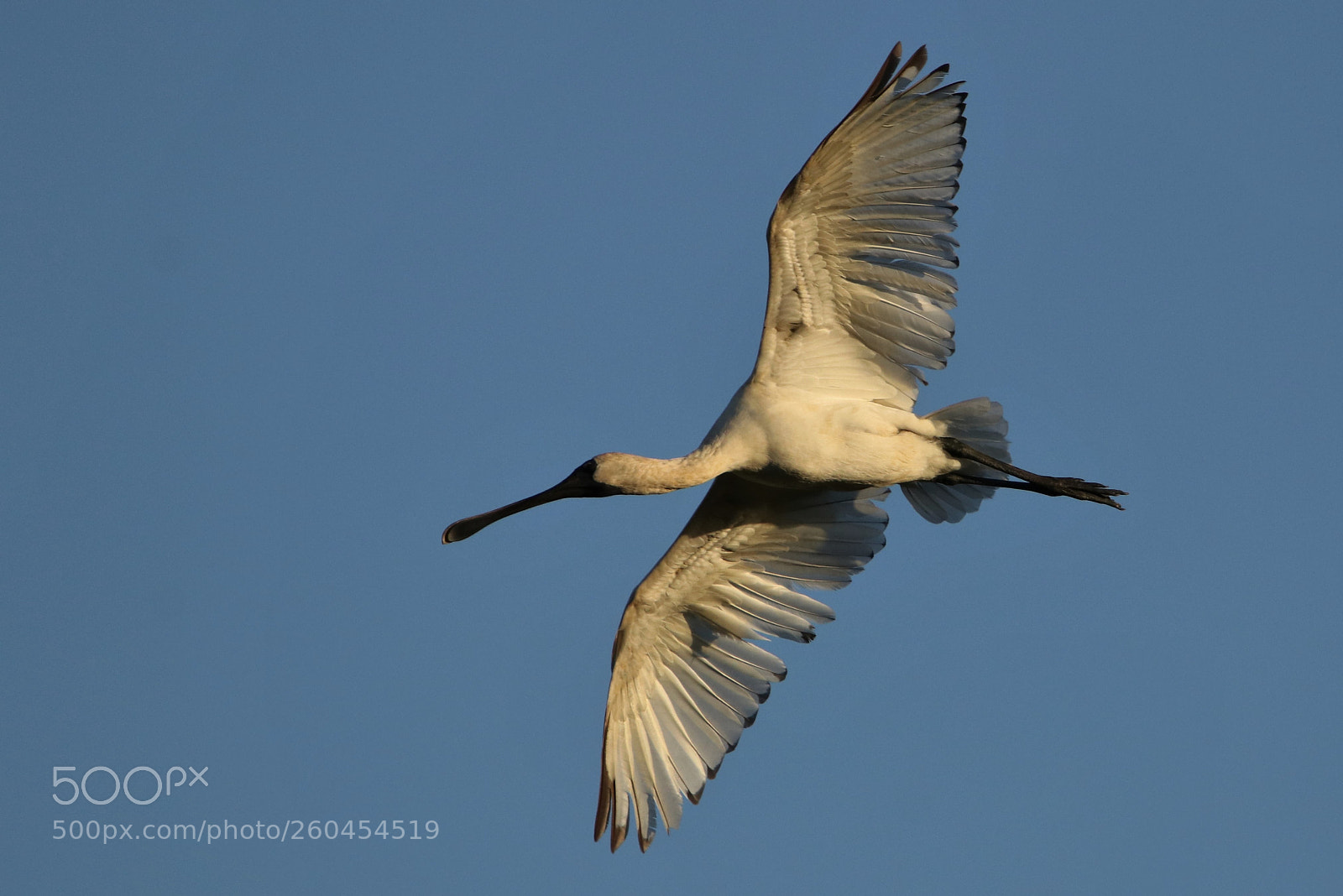 Canon EOS 80D sample photo. Royal spoonbill photography