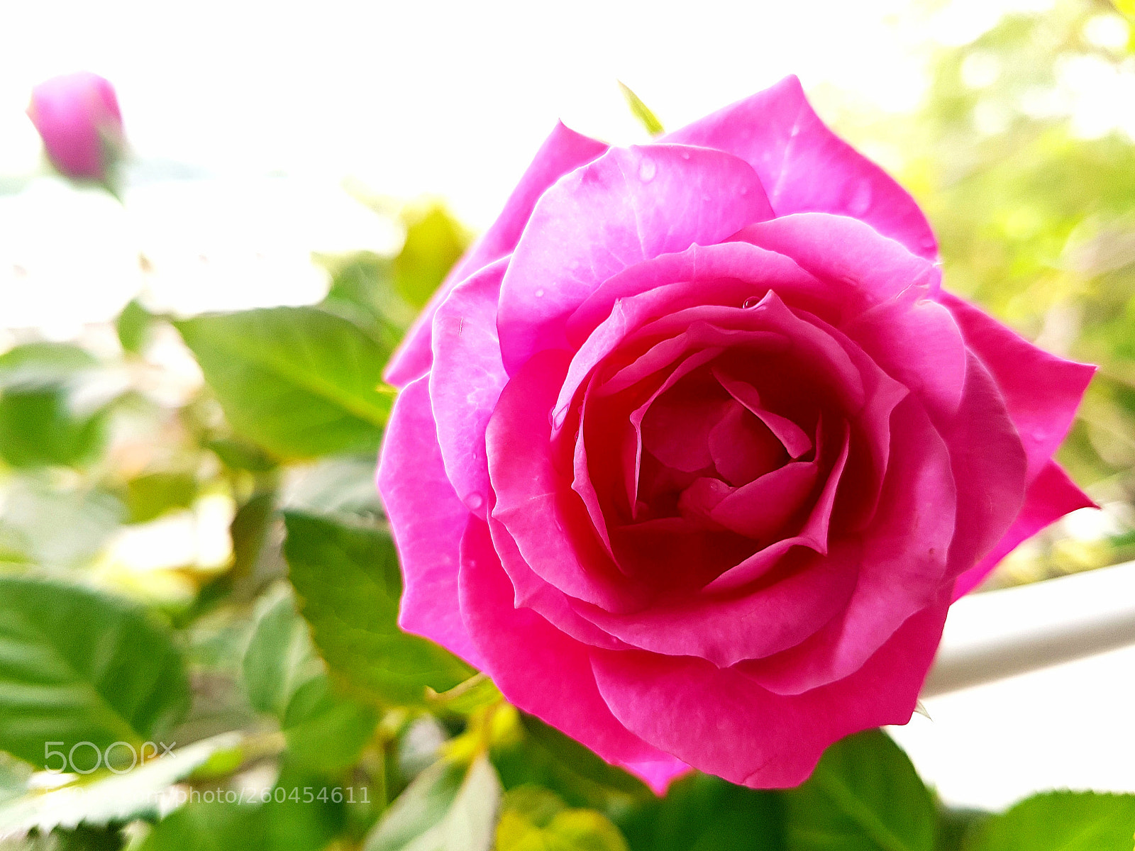 Samsung Galaxy S7 Edge sample photo. Untitled photography