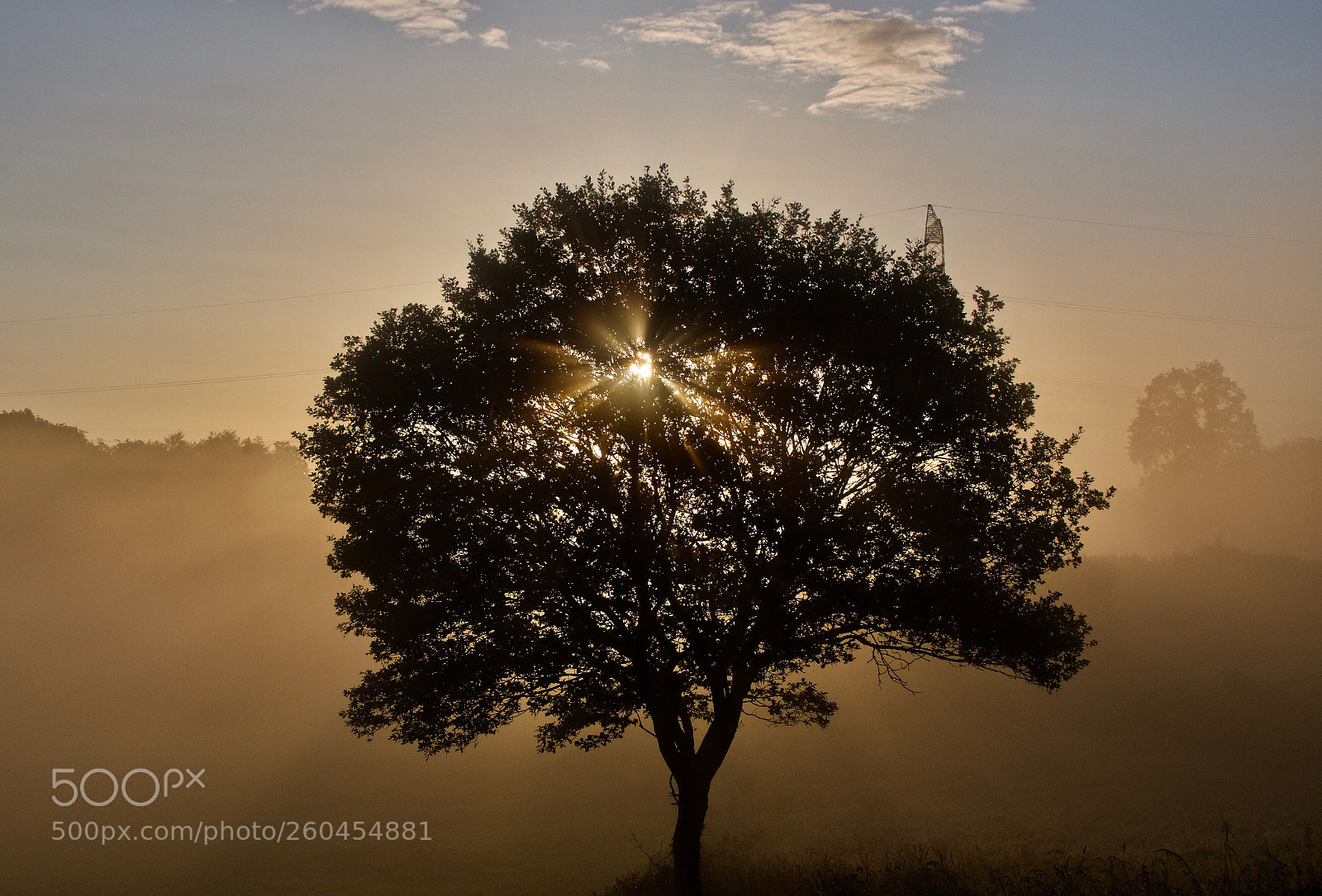 Nikon D500 sample photo. Tree photography
