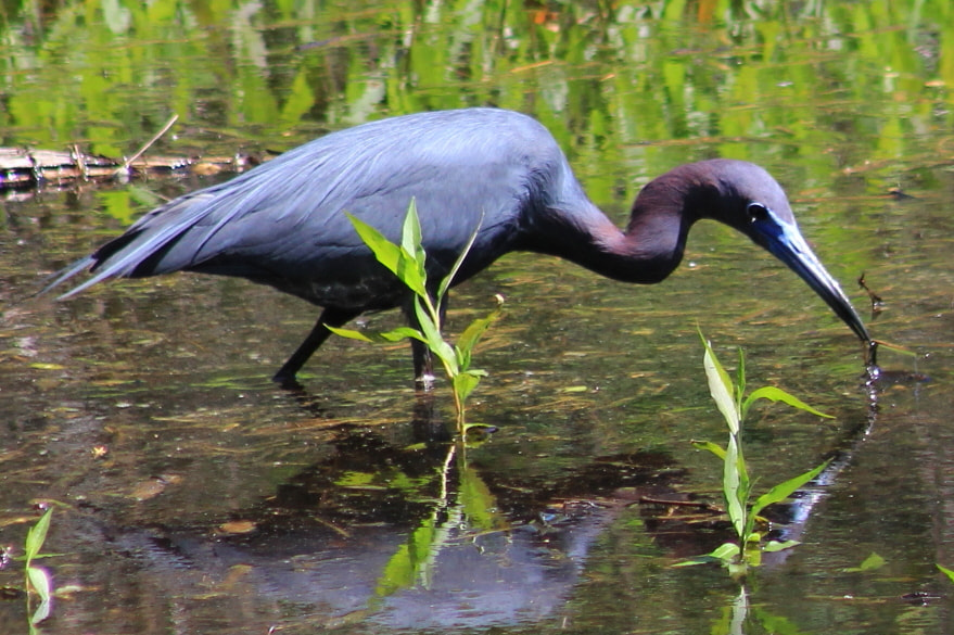 Canon EF 75-300mm f/4-5.6 sample photo. Little blue heron photography