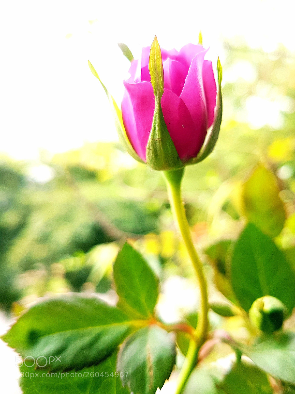 Samsung Galaxy S7 Edge sample photo. Untitled photography