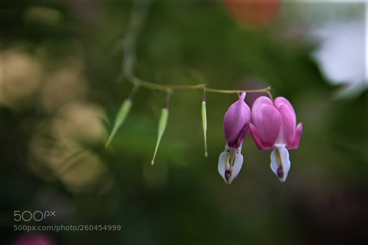 Canon EOS 6D sample photo. Untitled photography