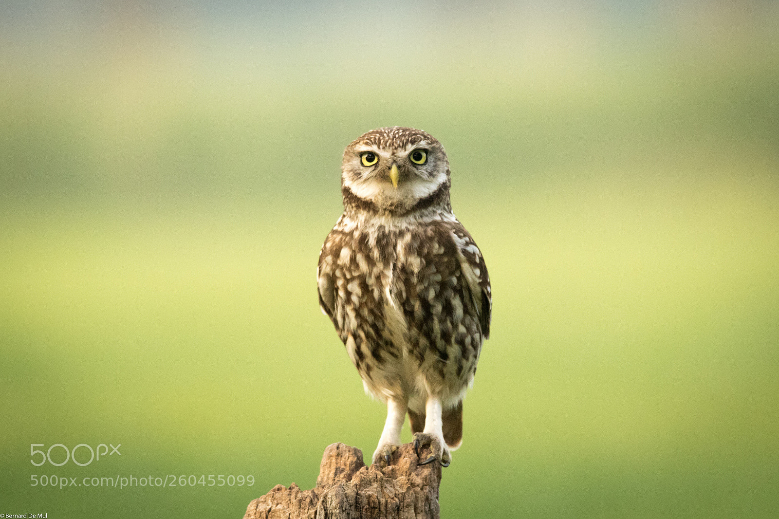 Canon EOS 7D Mark II sample photo. Little owl photography
