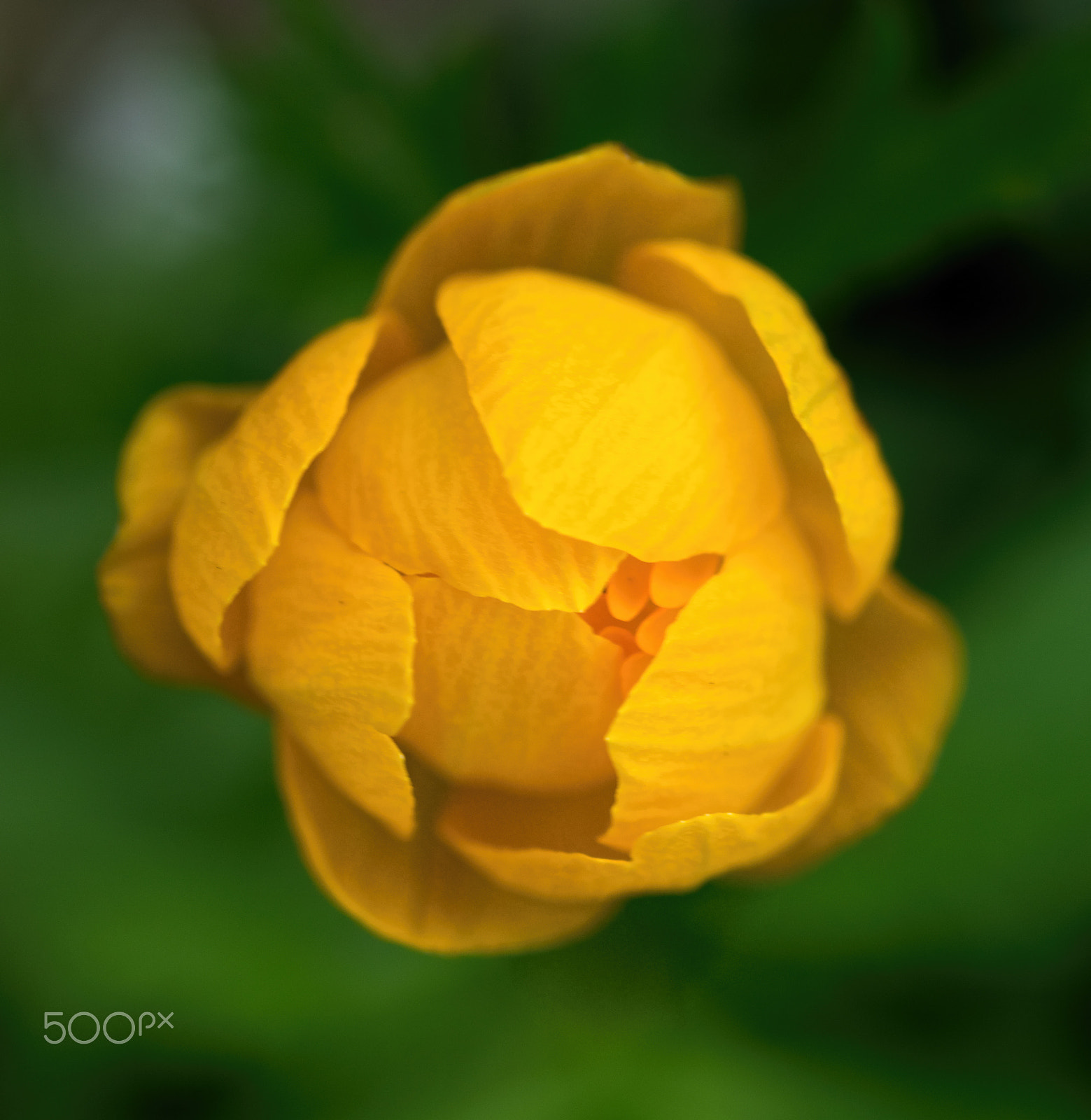 Sony SLT-A68 sample photo. A little yellow photography
