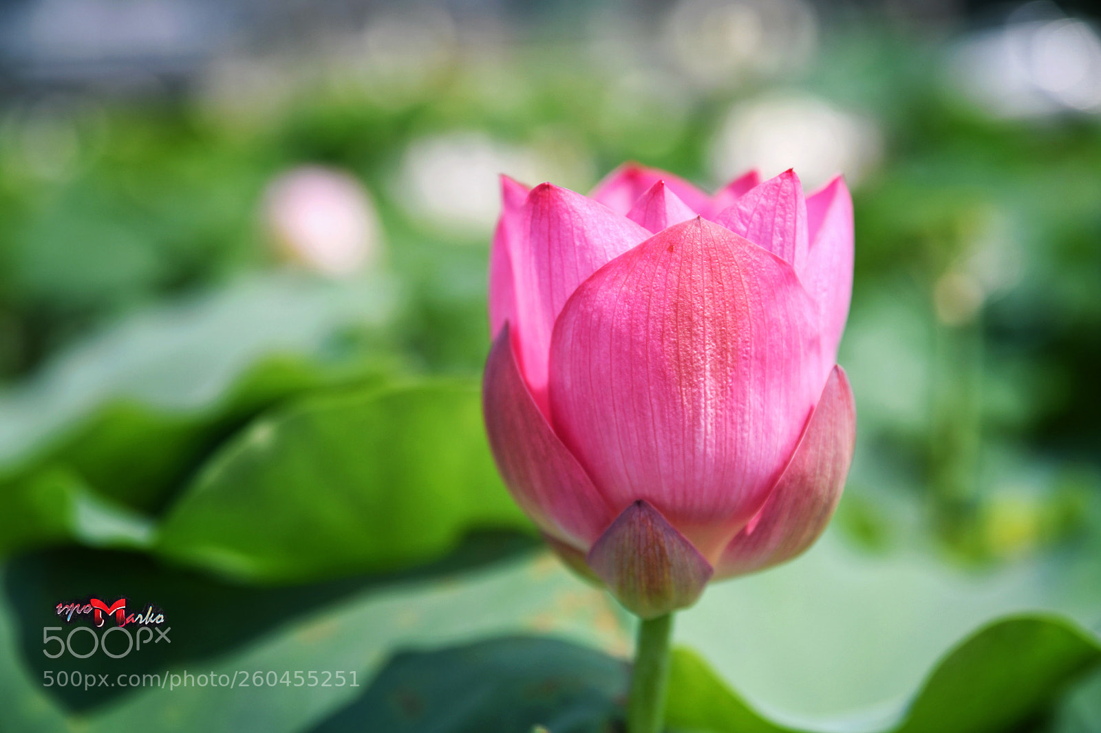 Nikon D850 sample photo. Untitled photography