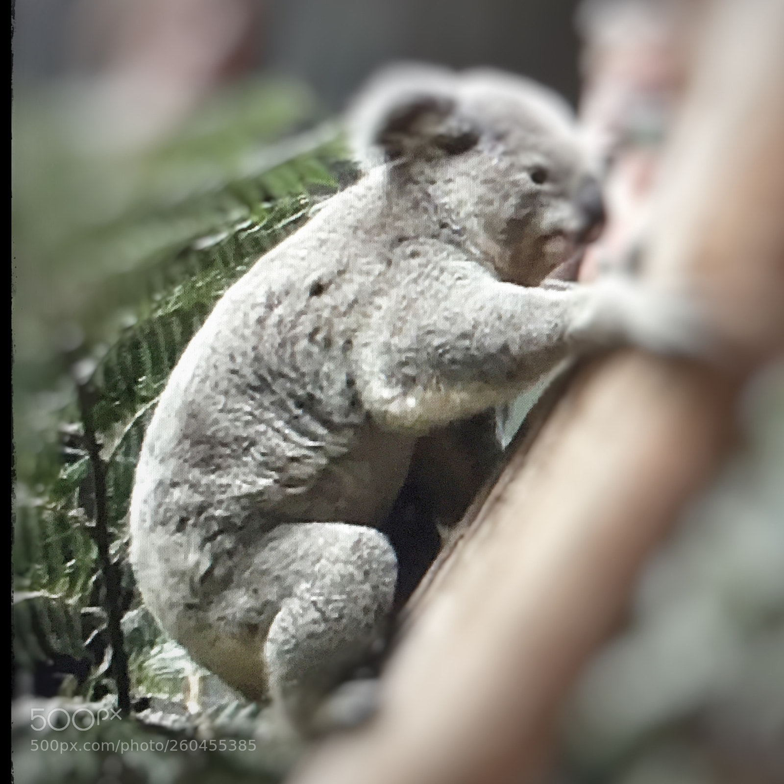 Apple iPhone 6 Plus sample photo. Popmixer.a cuddly koala... photography