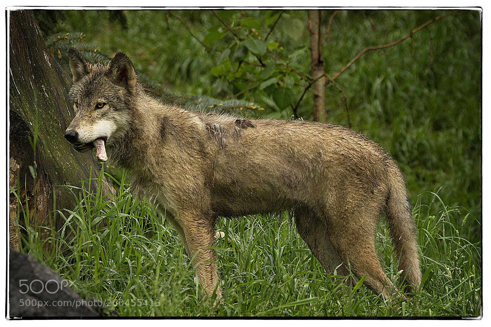 Canon EOS 7D sample photo. Wolf with bone  photography
