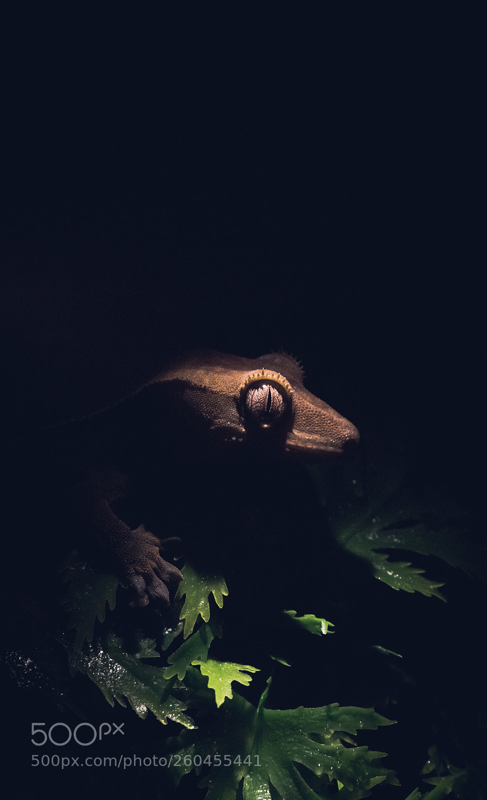 Canon EOS 700D (EOS Rebel T5i / EOS Kiss X7i) sample photo. Gecko photography