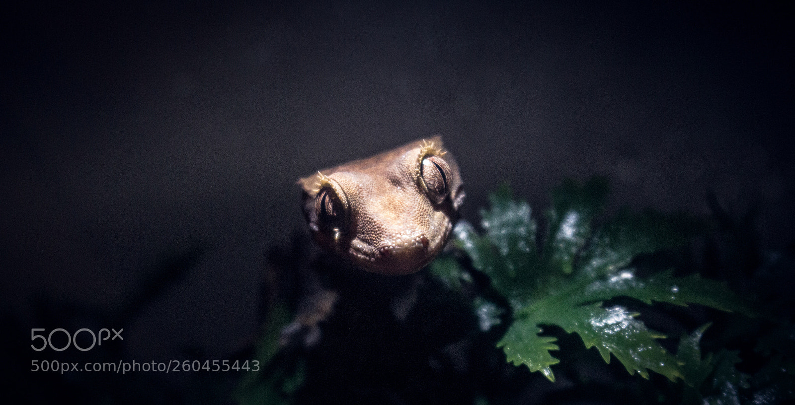 Canon EOS 700D (EOS Rebel T5i / EOS Kiss X7i) sample photo. Gecko photography