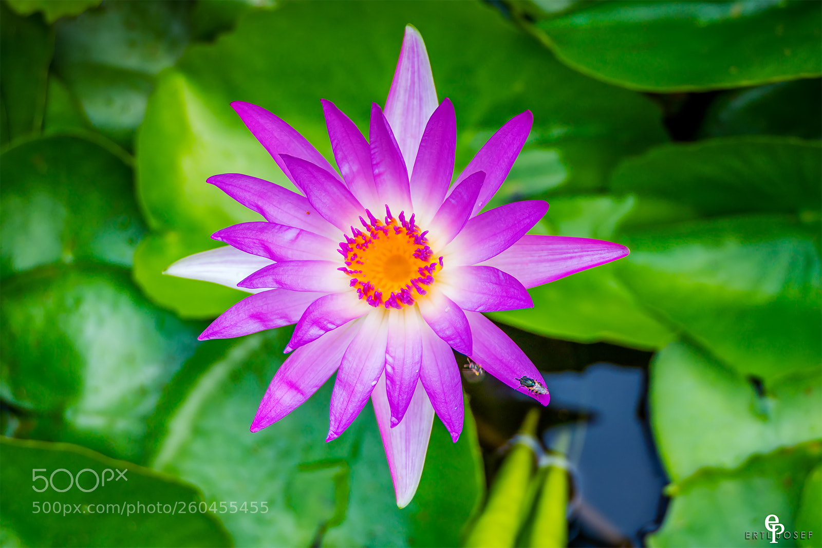Panasonic Lumix DMC-FZ2500 (Lumix DMC-FZ2000) sample photo. Seerose photography
