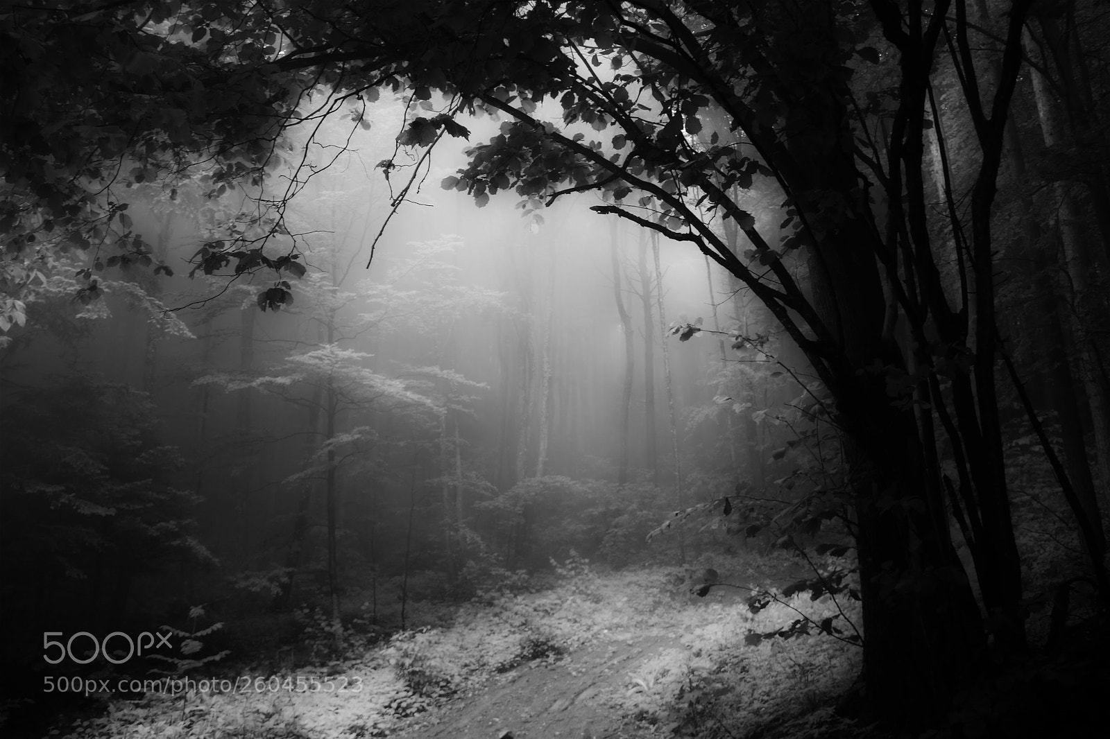 Canon EOS 60D sample photo. Fog in the forest photography