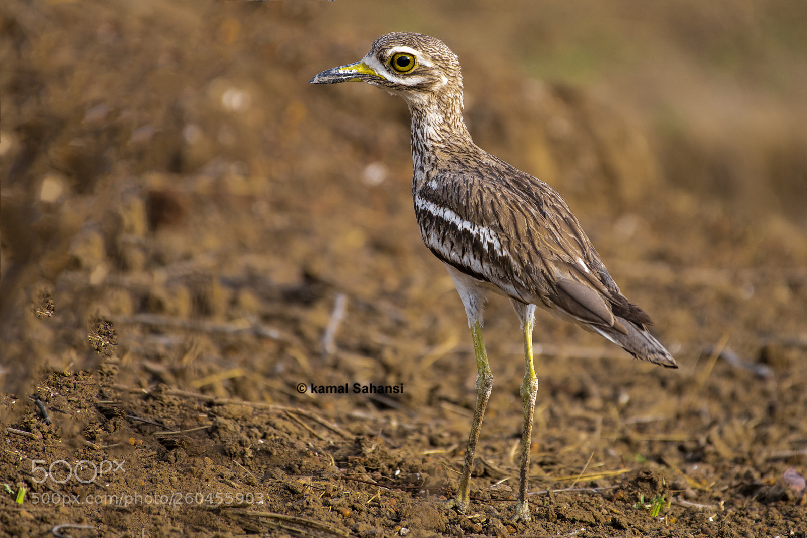Nikon D850 sample photo. _85d8601-2.jpg photography