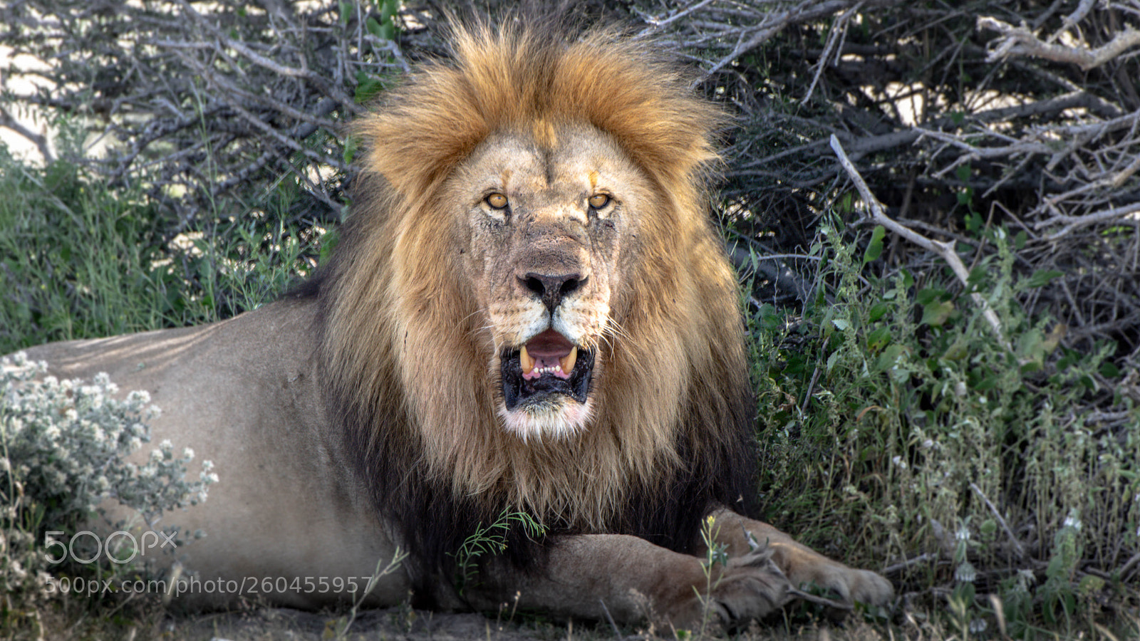 Pentax K-3 II sample photo. Lion, etosha photography