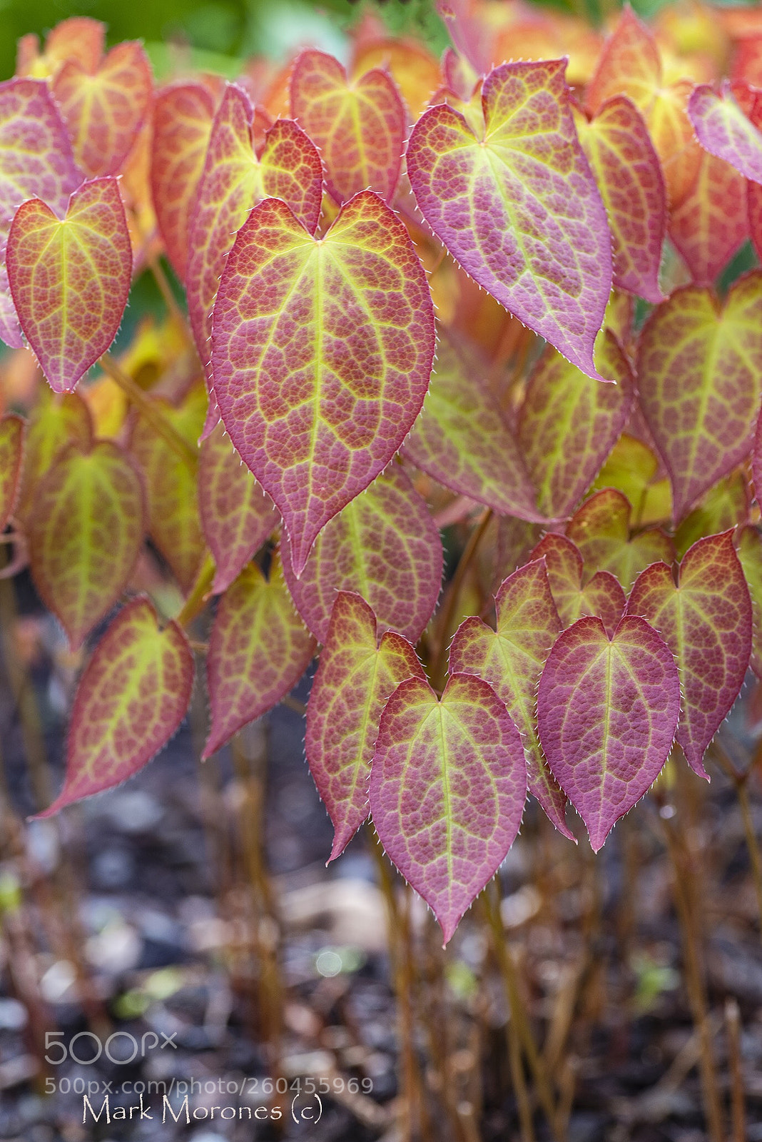 Pentax K-1 sample photo. Canopy on thin stems photography