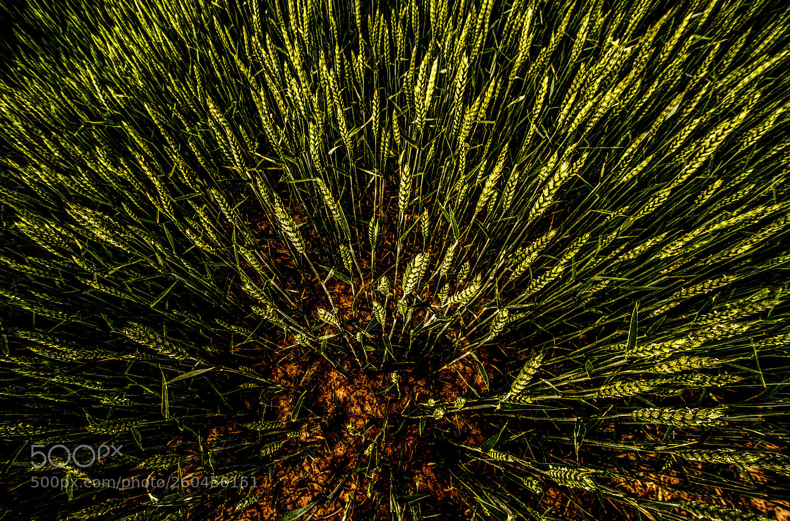 Nikon D500 sample photo. Wheat from above photography