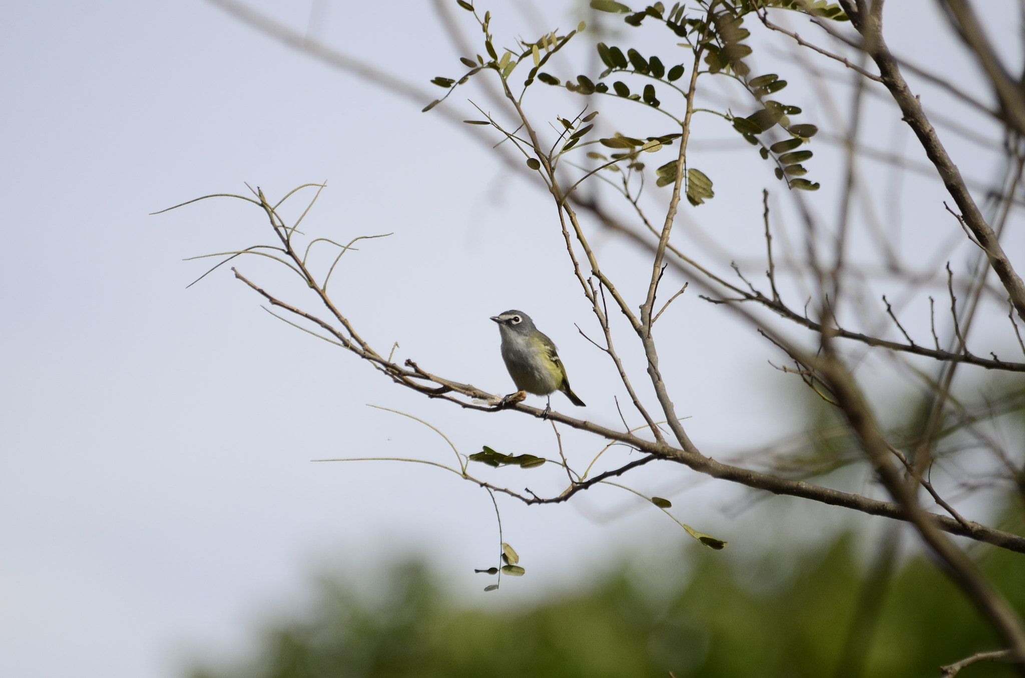 Nikon AF Nikkor 80-400mm F4.5-5.6D ED VR sample photo. Trv photography