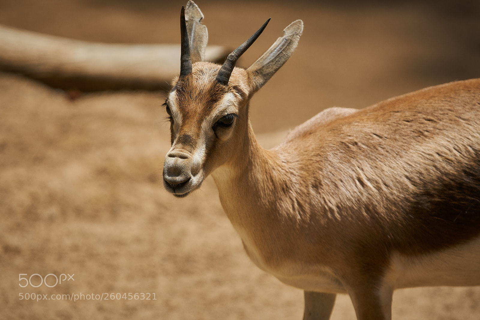 Sony a6300 sample photo. San diego zoo photography