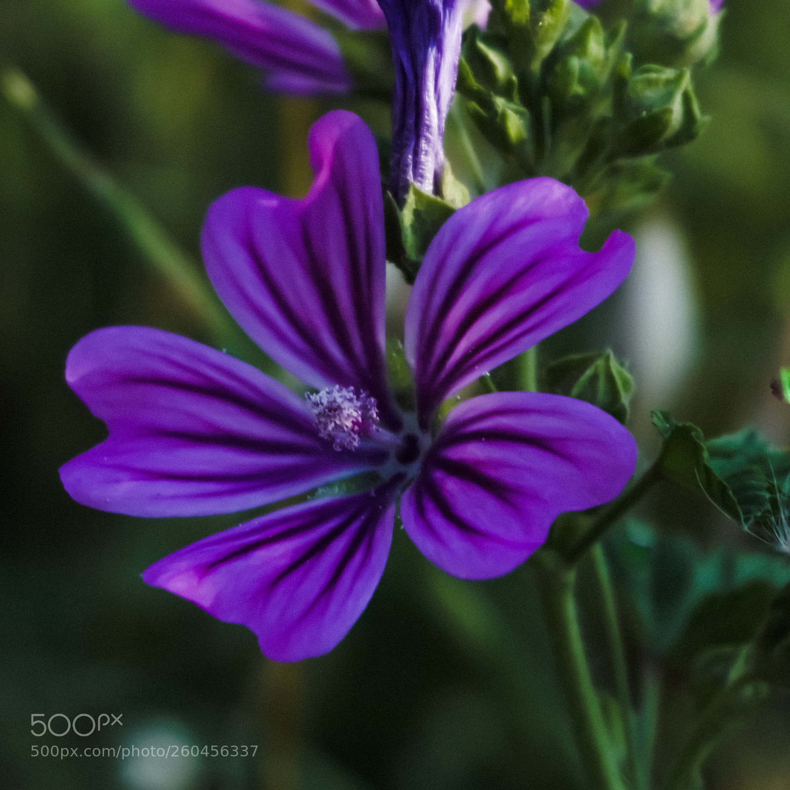 Sony a6000 sample photo. Malva sylvestris photography