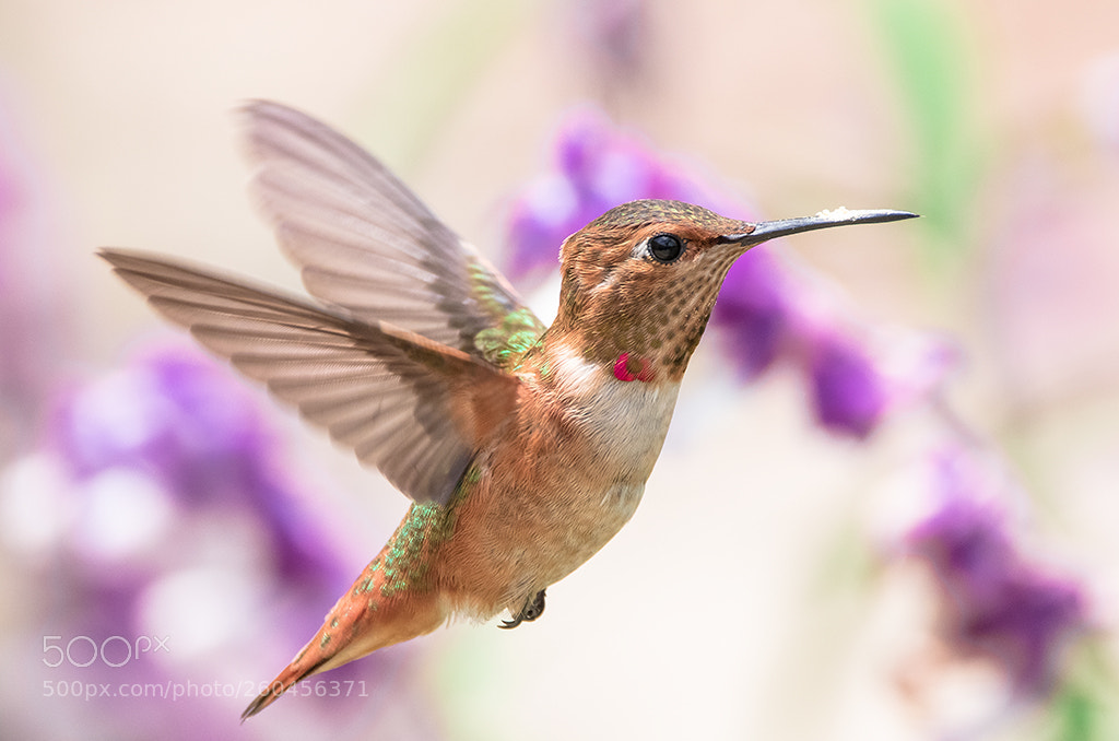 Canon EOS 7D Mark II sample photo. Hummingbird photography