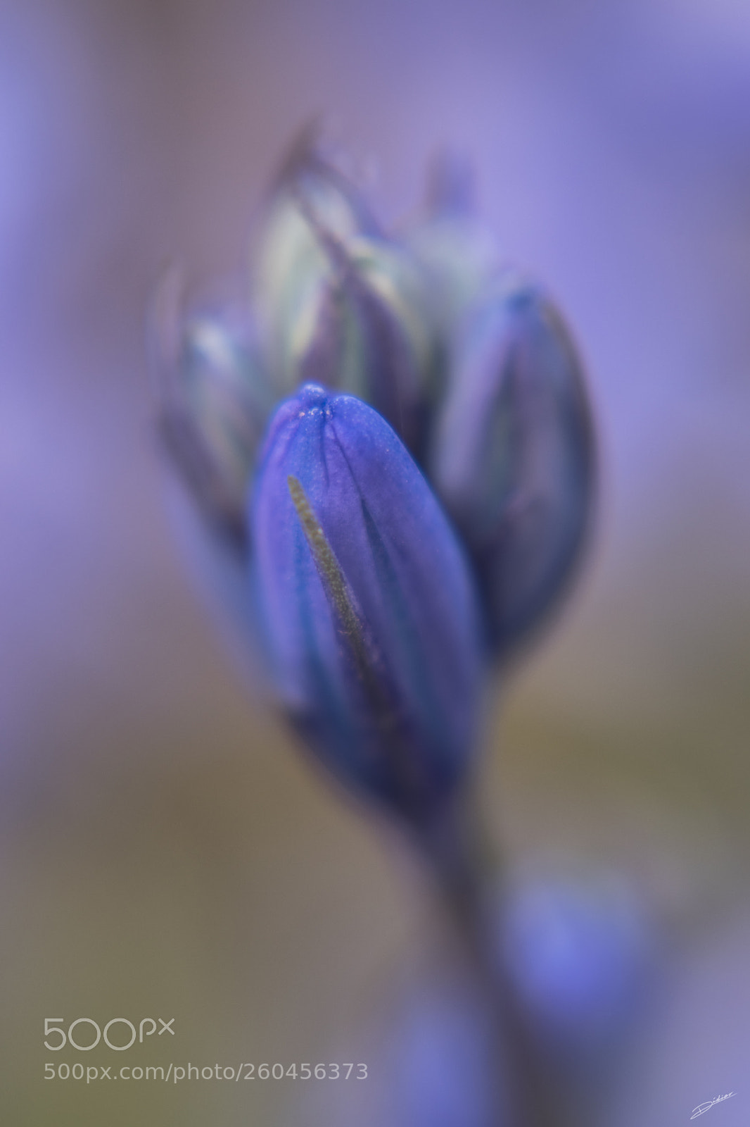 Nikon D5500 sample photo. *** flower *** photography