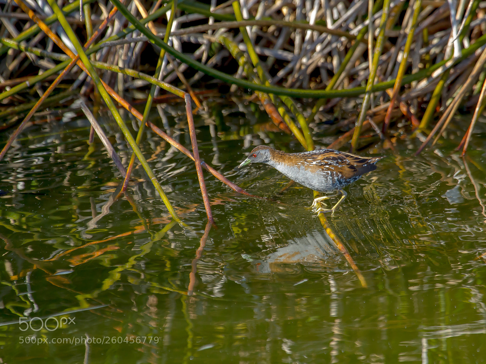 Canon EOS 7D sample photo. Marsh crake photography