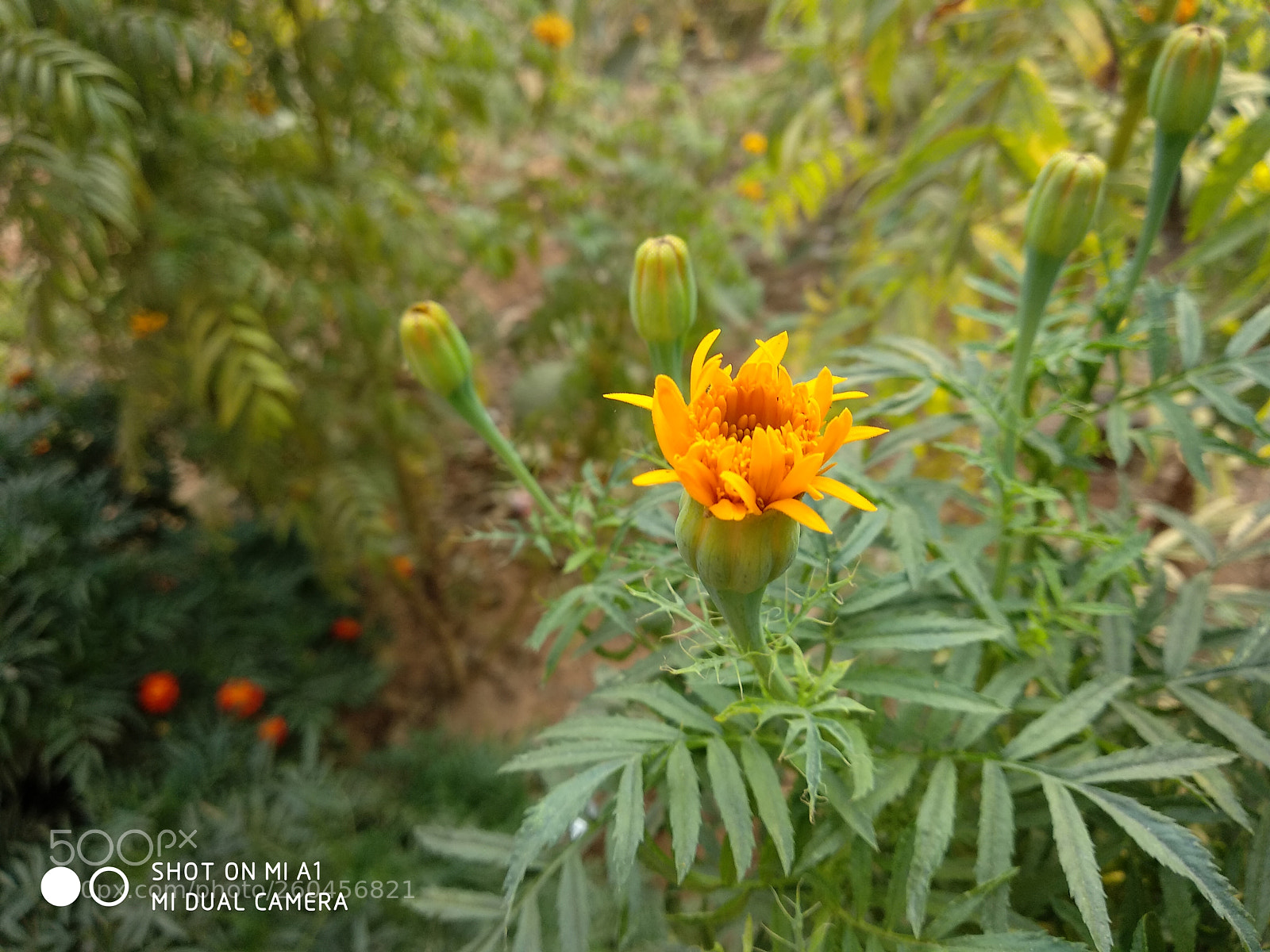 Xiaomi Mi A1 sample photo. Img_20180225_080111.jpg photography