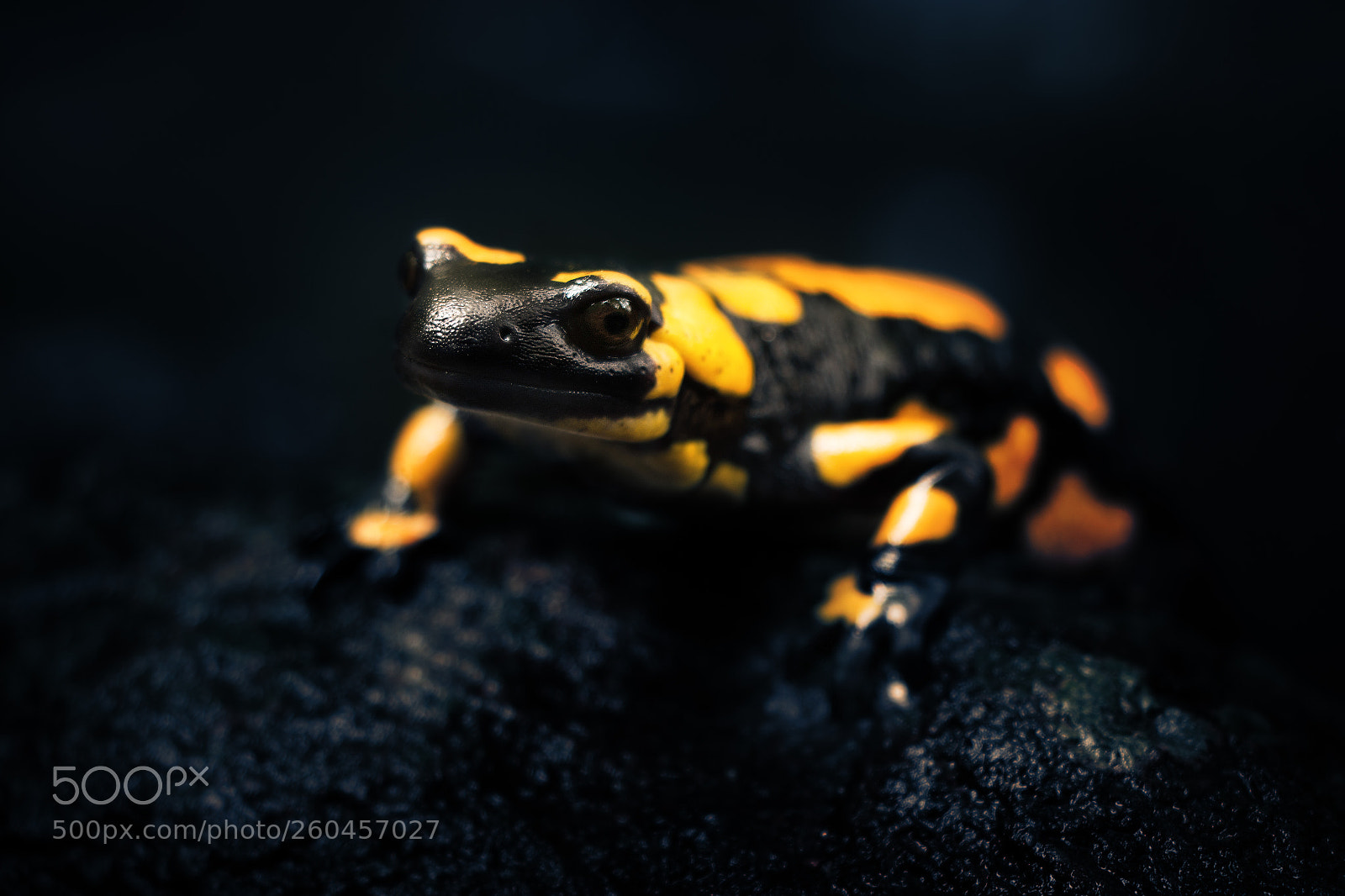 Canon EOS 70D sample photo. Salamandra salamandra photography