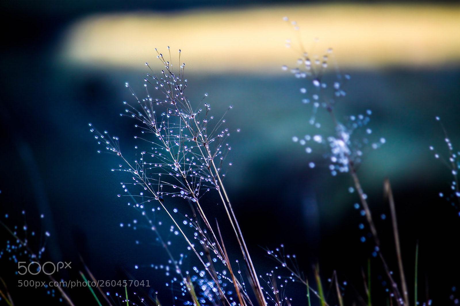 Canon EOS 500D (EOS Rebel T1i / EOS Kiss X3) sample photo. Dew drops photography