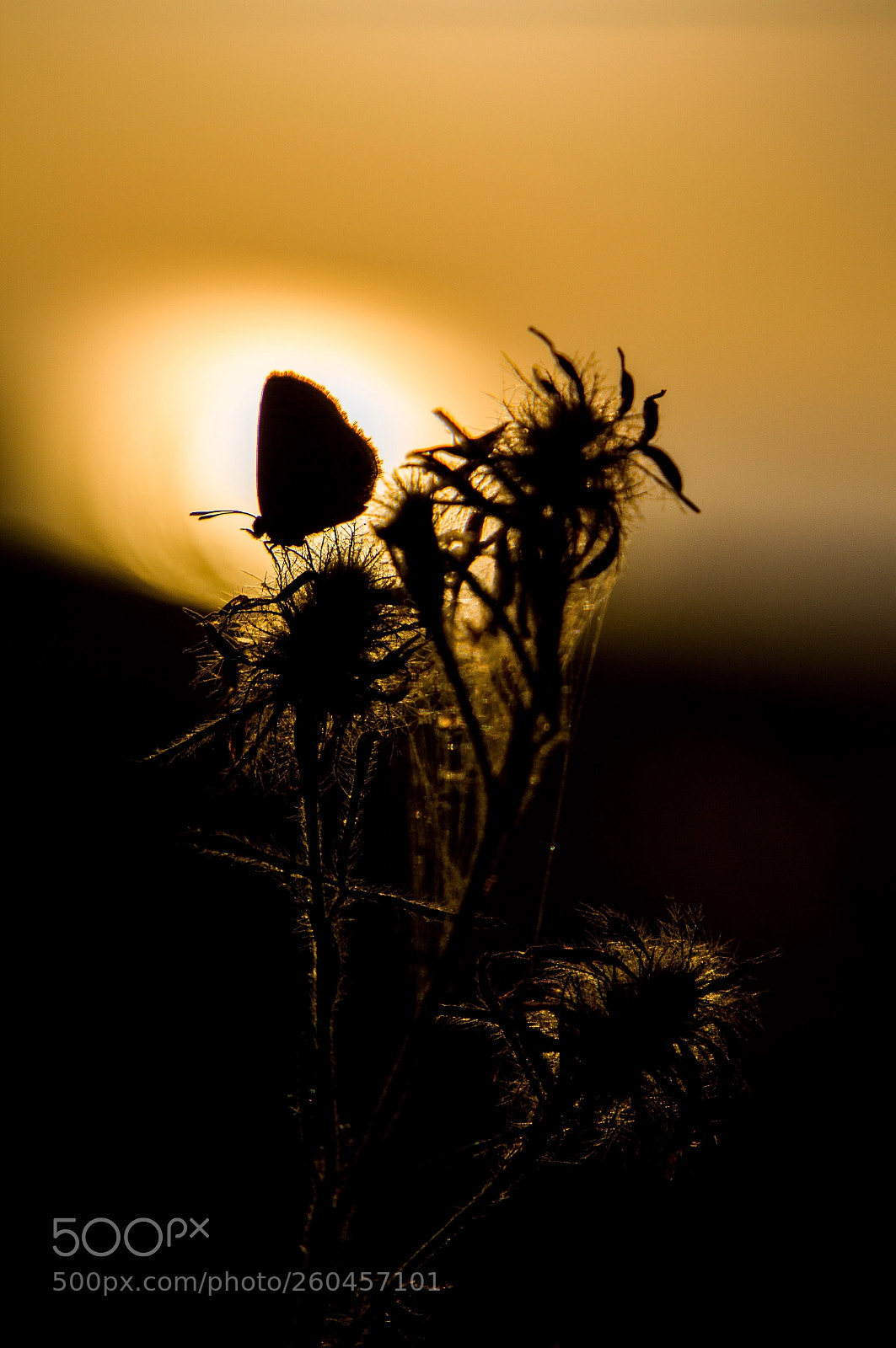 Canon EOS 60D sample photo. Untitled photography