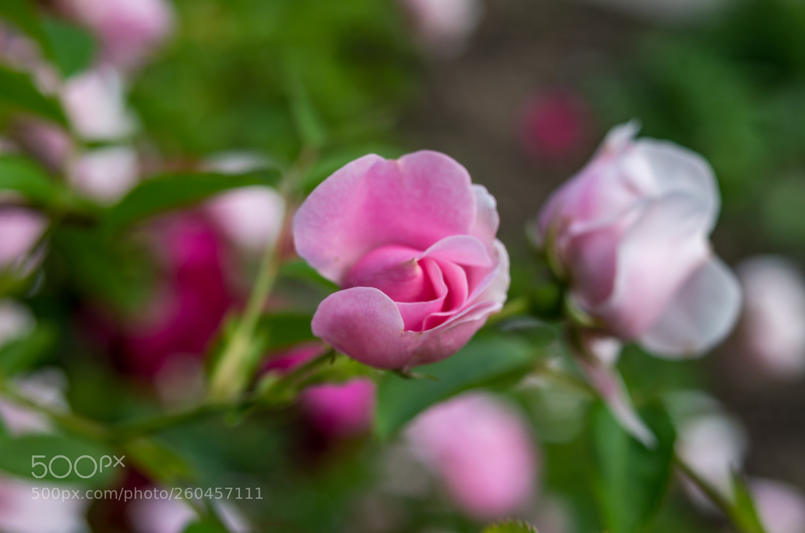 Pentax K-50 sample photo. Rose bud about to photography
