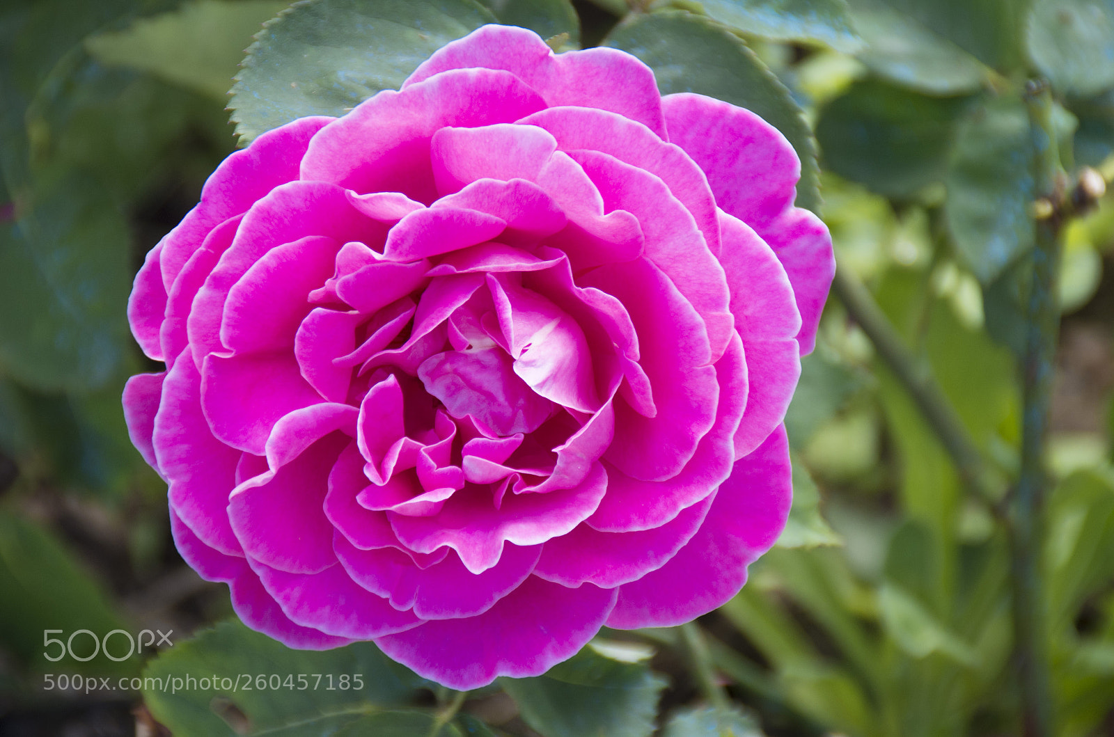 Pentax K-30 sample photo. Rosa photography