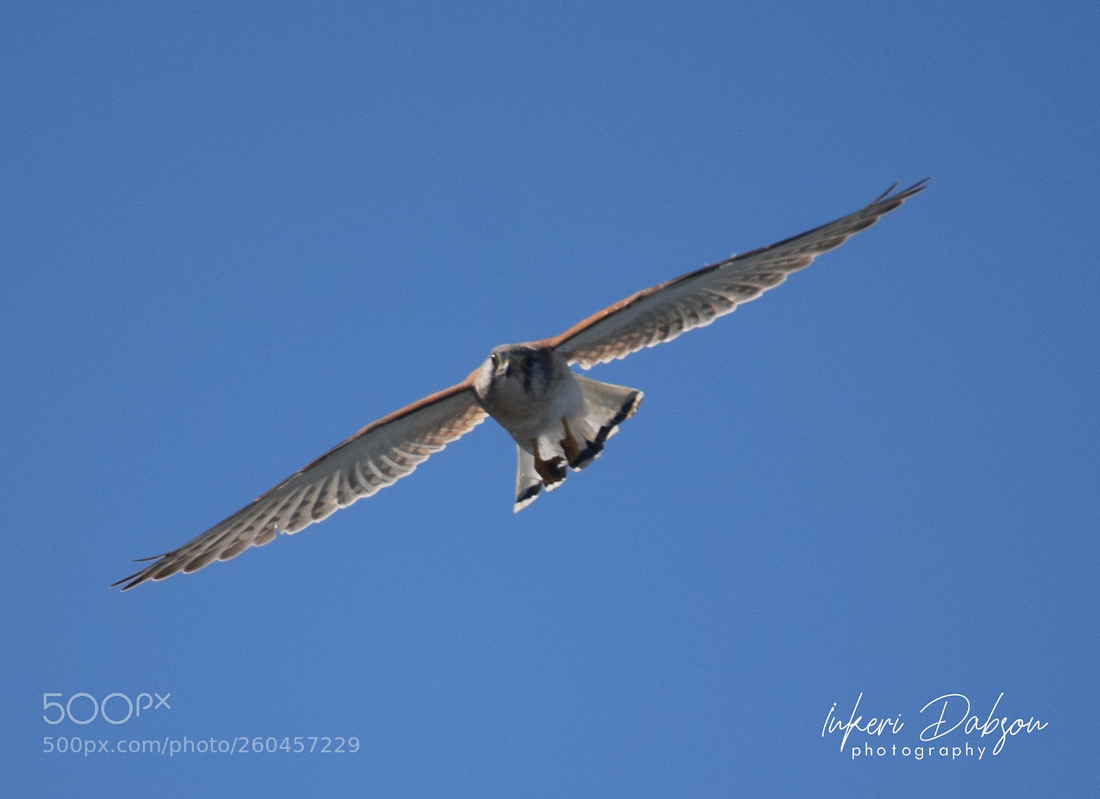 Nikon D5300 sample photo. Looking at you photography