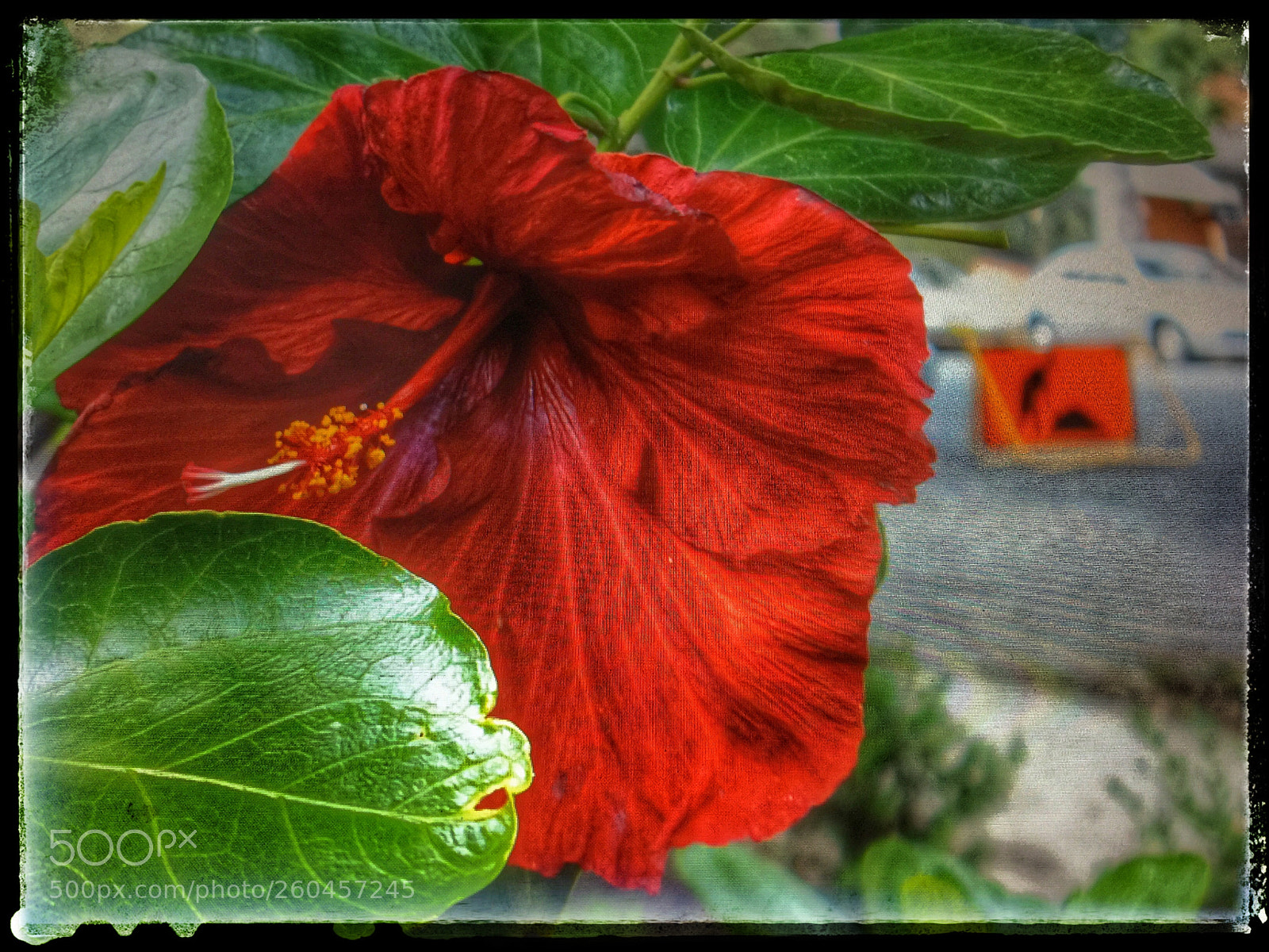 Apple iPhone 6 Plus sample photo. Popmixer.flower power... photography