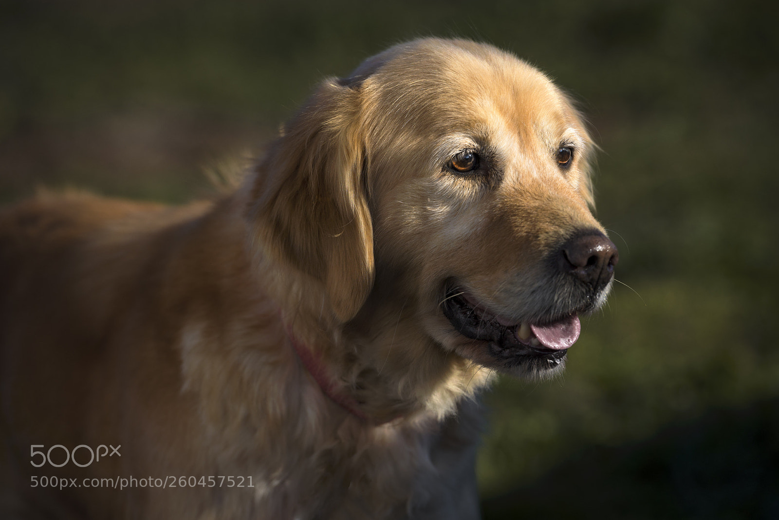 Nikon D600 sample photo. "emma" photography