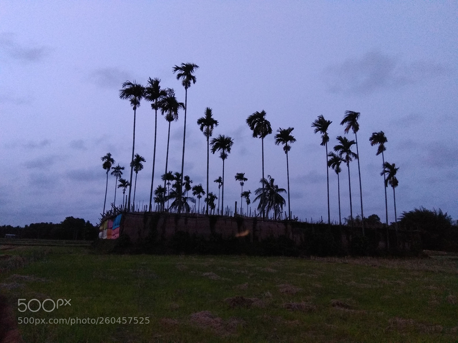 Xiaomi Redmi Note 4 sample photo. Untitled photography