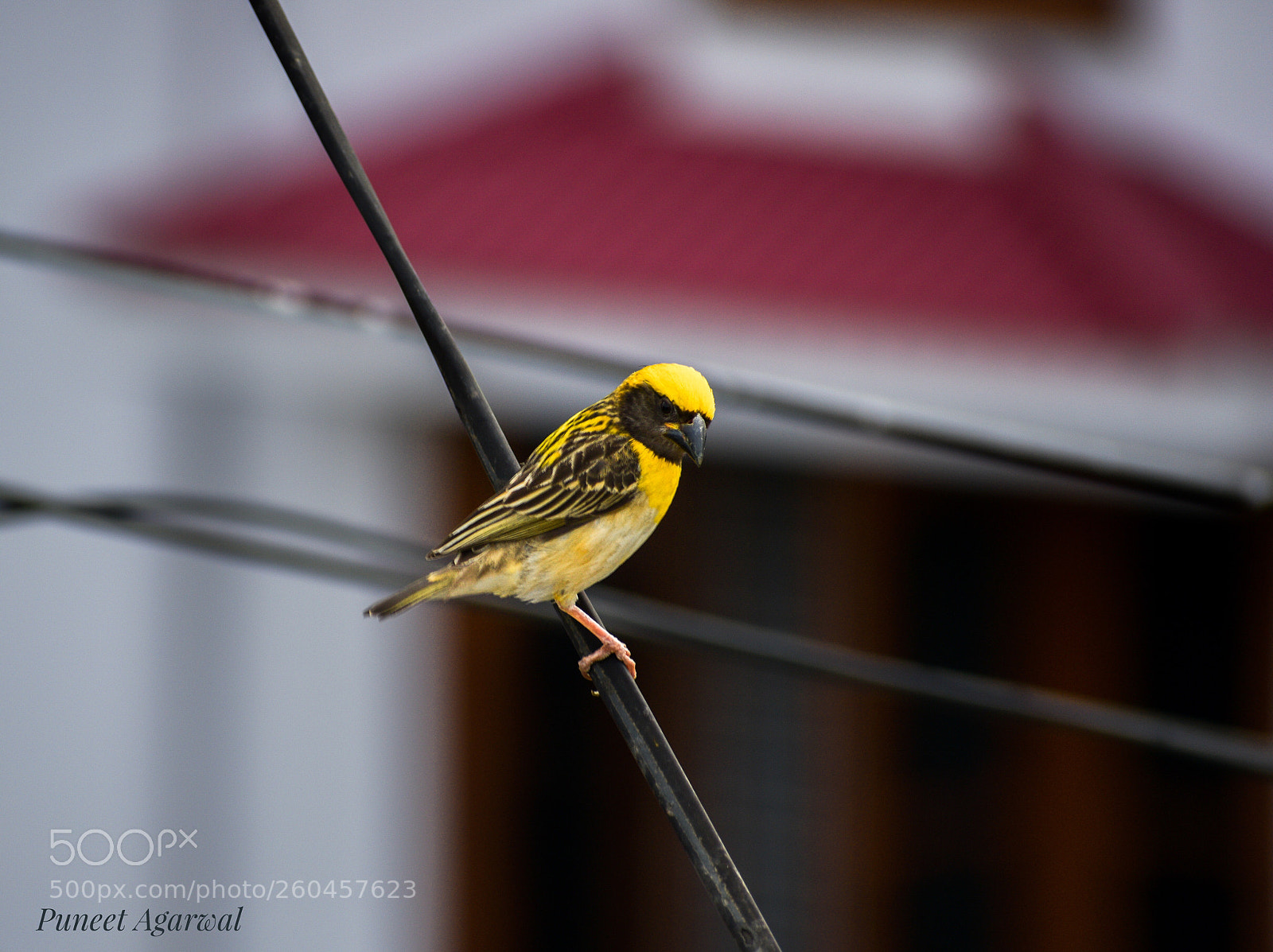 Nikon D3300 sample photo. Bird photography