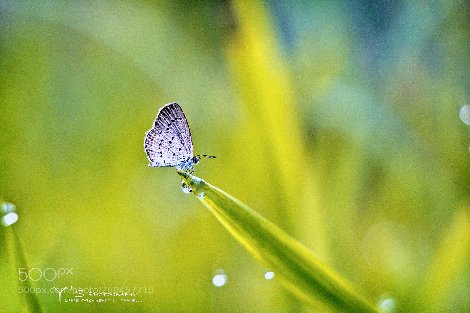Sony a6000 sample photo. Butterfly dream. 蝴蝶梦。 photography