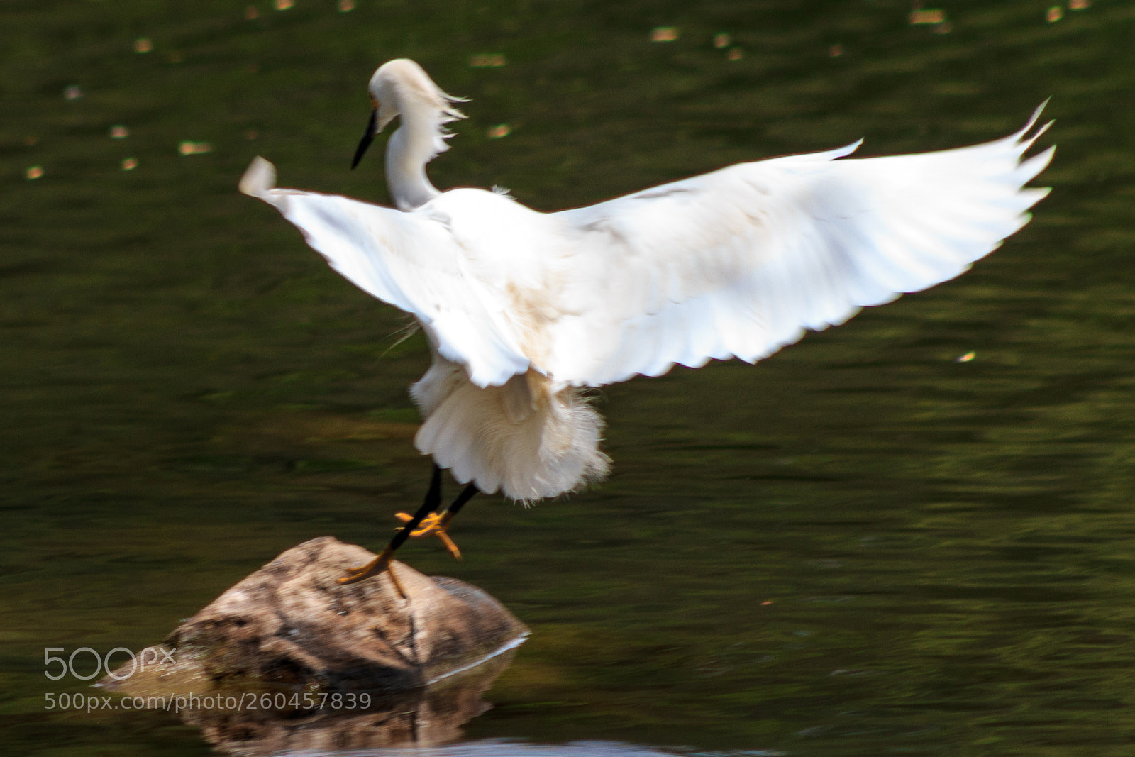 Canon EOS 1200D (EOS Rebel T5 / EOS Kiss X70 / EOS Hi) sample photo. Snowy egret landing photography