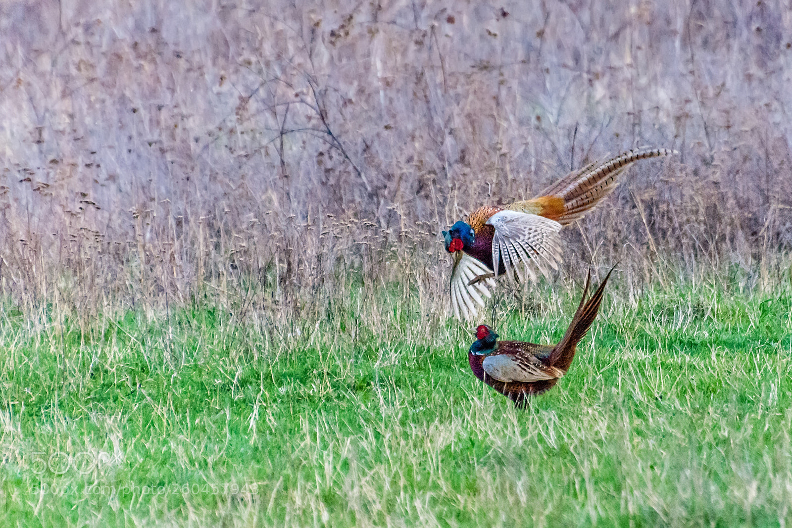 Nikon D7200 sample photo. Fighting spirit photography