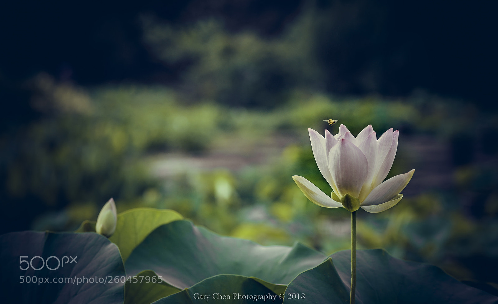 Nikon D810 sample photo. 清香溢远 lotus fragrance photography