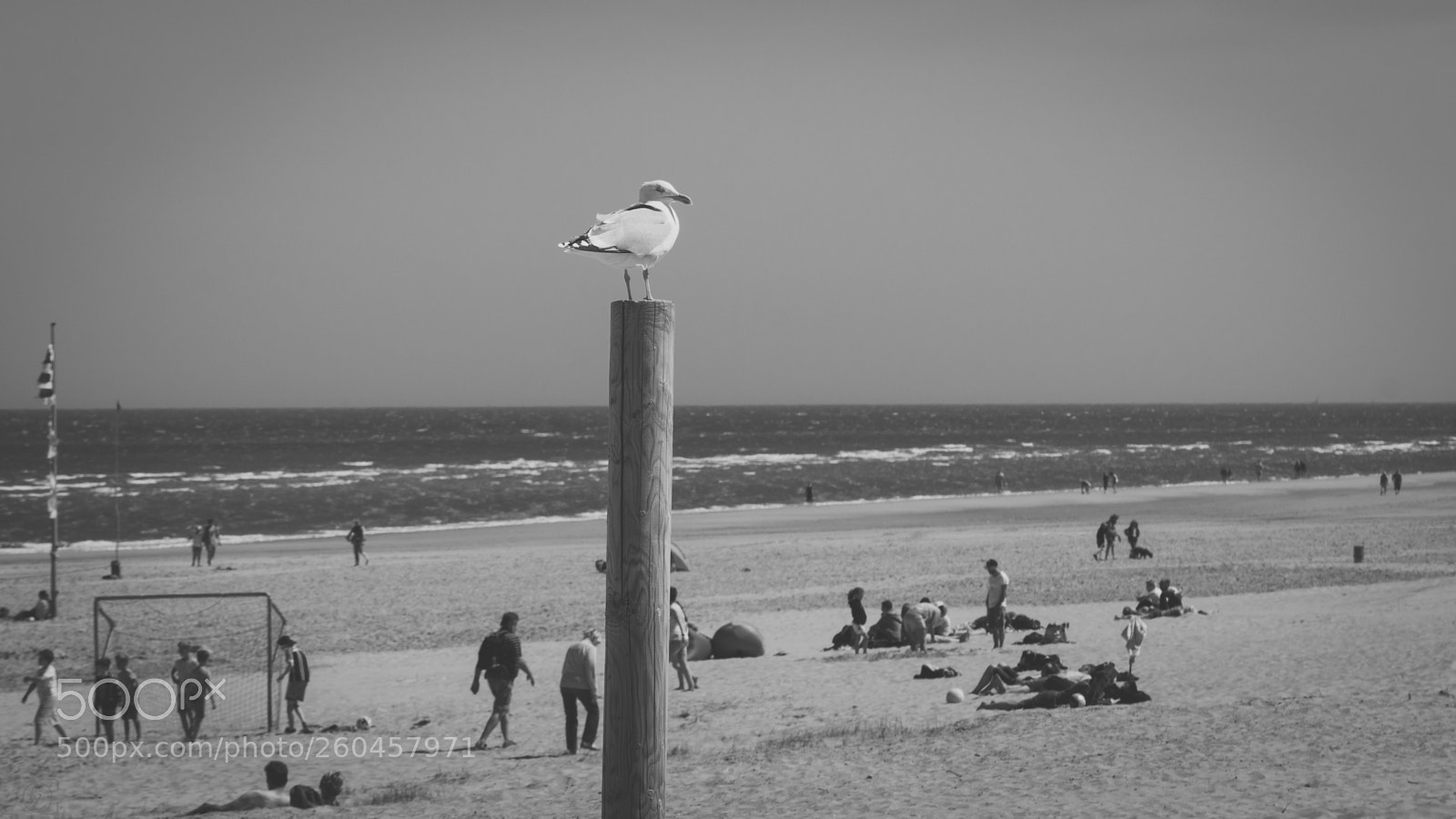 Canon EOS 70D sample photo. Seagull (bw) photography