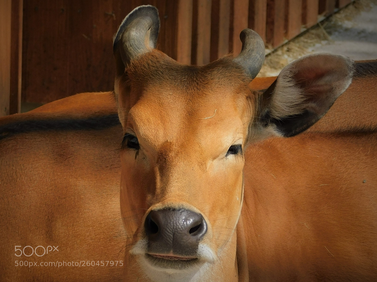 Nikon Coolpix B500 sample photo. Banteng photography