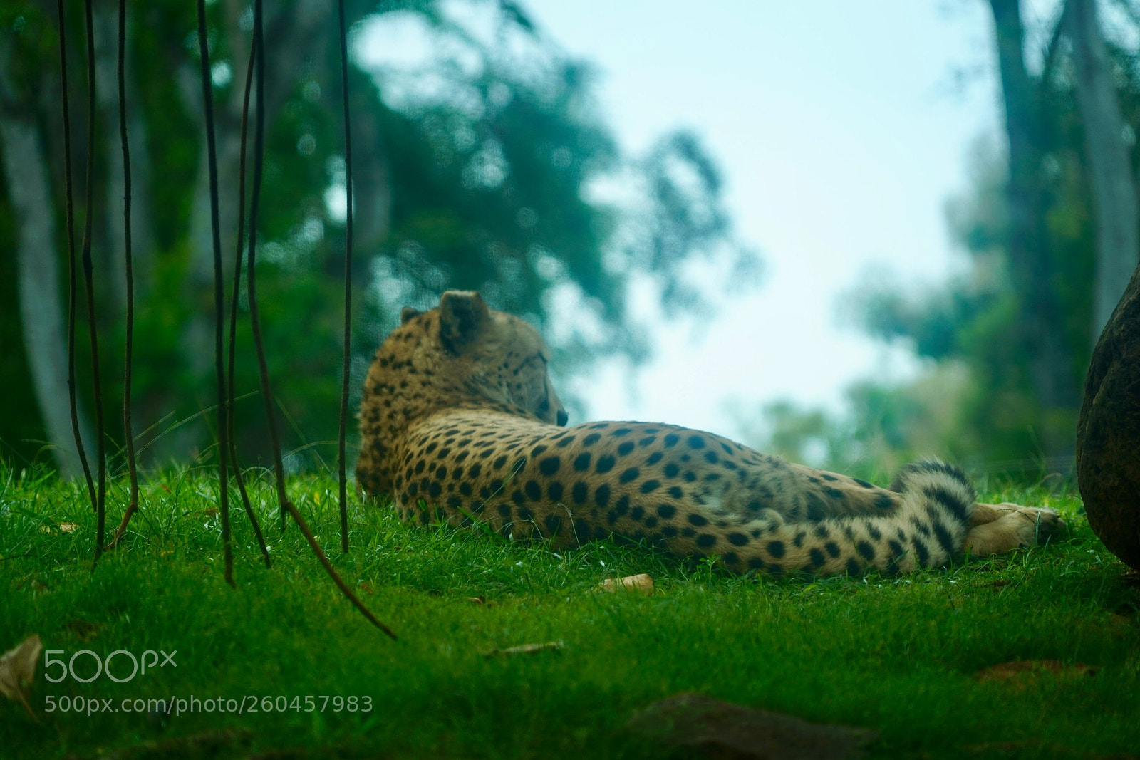 Sony a9 sample photo. Leopard photography