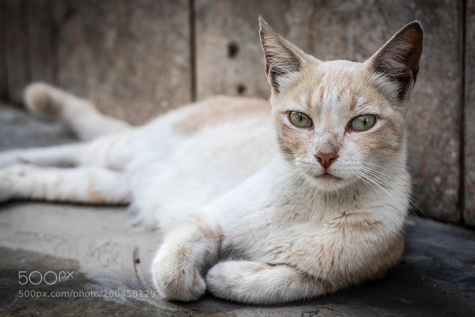 Canon EOS 80D sample photo. Michi michi photography