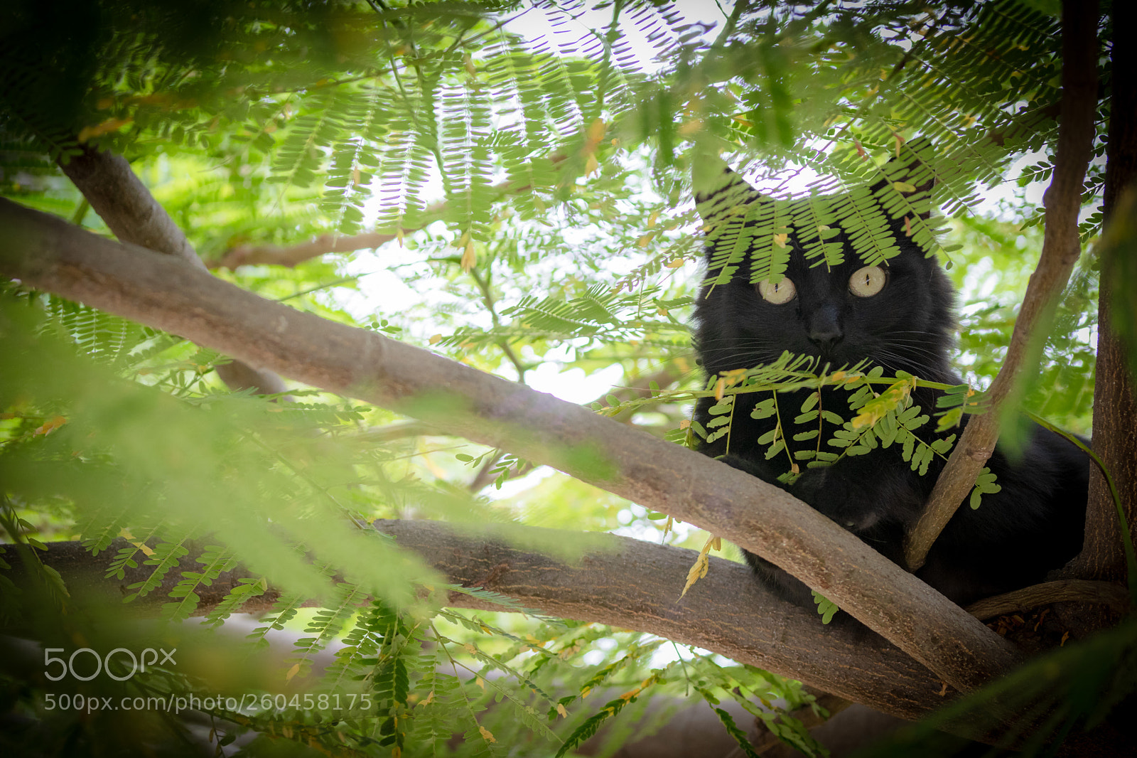 Canon EOS 80D sample photo. Black cat photography